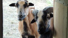 Tisza-tavi toboroZOO!